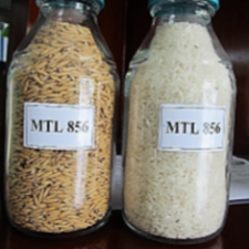 Rice seeds MTL 856