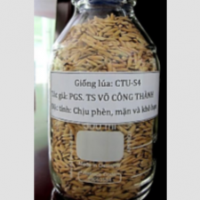Rice seeds CTU-54 (experimentation)