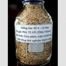 Rice seeds No.4-Ca Mau (experimentation)