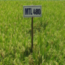 Rice seeds MTL 480