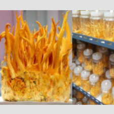 Technical protocol for Cordyceps sinensis and Cordyceps militaris culture