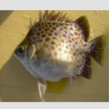 Technical protocol for Spotted butterfish (Scatophagus argus) fingerling production