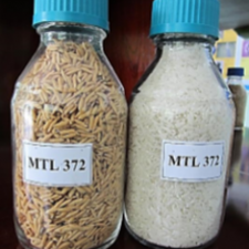 Rice seeds MTL 372
