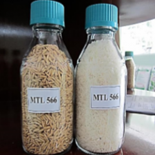 Rice seeds MTL 566