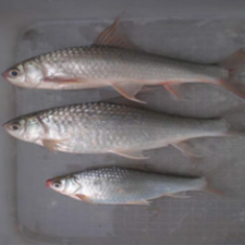 Technical protocol for freshwater fish culture